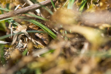 Slow worm (Anguis fragilis) hidden amongst undergrowth. A legless lizard in the family Anguidae, superbly camouflaged amongst low vegetation