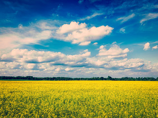 Fototapeta premium Spring summer background - canola field with blue sky