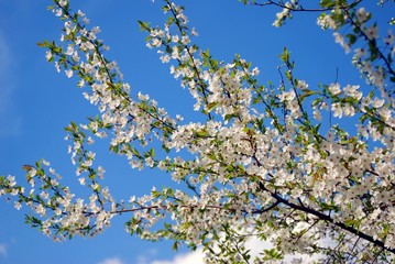 Blooming cherry tree. Color photo.