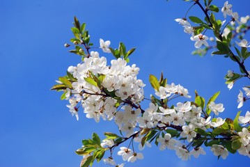 Blooming cherry tree. Color photo.
