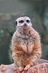 Fototapeta premium Meerkat sitting up. Meerkat isolated against a natural background.