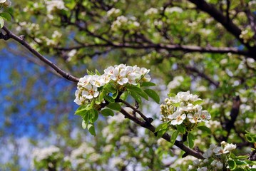 Blooming cherry tree. Color photo.