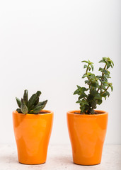 House plants. Succulents