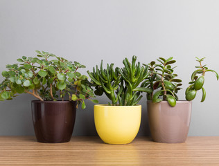 House plants. Succulents