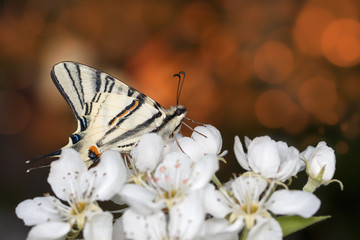 closeup beautiful giant Swallowtail butterfly (Papilionidae) on flowers of pear tree at sunset