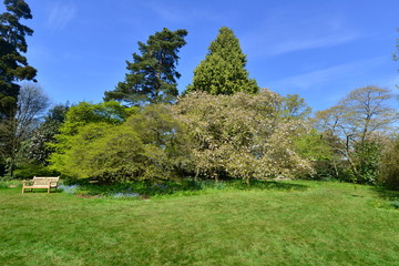Fototapeta na wymiar An English country garden in early springtime. 