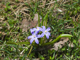 Lucile's glory-of-the-snow, chionodoxa luciliae, blooming in spring, macro, selective focus, shallow DOF