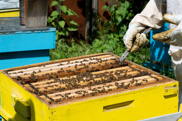  Beekeeper working on his beehives in the garden