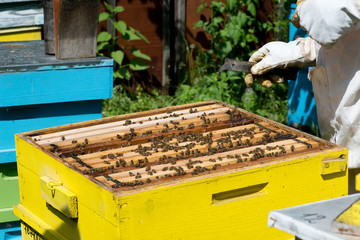 Fototapeta na wymiar Beekeeper working on his beehives in the garden