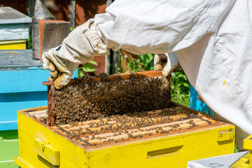  Beekeeper working on his beehives in the garden