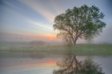 tree silhouette reflected in a lake