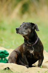 dog on the green grass