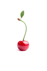 berry cherry with leaf