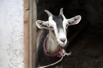 goat near the barn