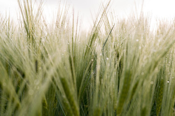 Cereal Plants, Barley, with different focus