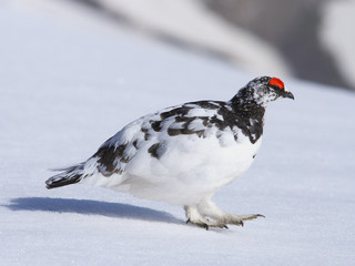 ライチョウ雄(Rock Ptarmigan)