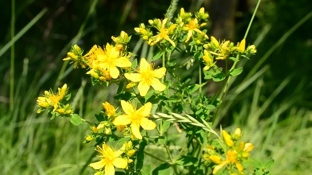 Saint-John's-wort in a meadow on green grass background on a sunny day