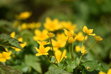 Blooming yellow flowers in the spring