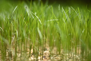 Detail of green grass in the spring