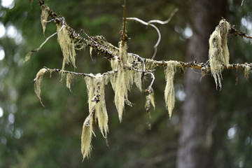 Usnea barbata, old man's beard hanging on a fir tree branch