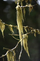 Usnea barbata, old man's beard fungus on a pine tree branch