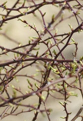 Appear kidney leaves on a tree.