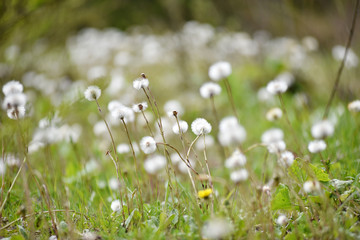 White dry dandelions in the summer