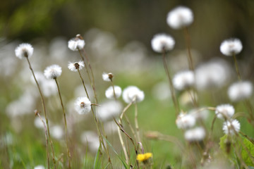 Fluffy dry dandelions in the wilderness