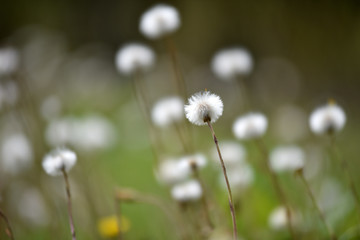 Fluffy dry dandelions in the summer