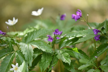 Purple and white flowers in the wild