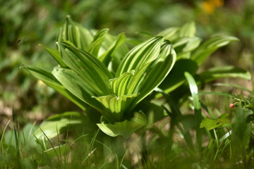 Green plant in the outdoors