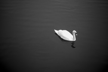 Swan Black and White