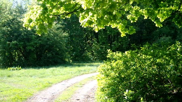 Maple leaves flutter on wind in grove at sunny spring 