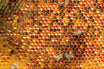 closeup of bees on honeycomb in apiary