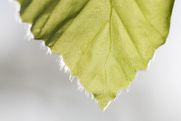 Ash tree leaf tip