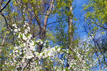White cherry flowers on a background of woods