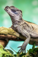 Weber's sailfin lizard (Hydrosaurus weberi)