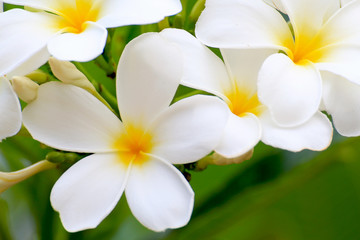 Fototapeta na wymiar White Plumeria flowers beautiful