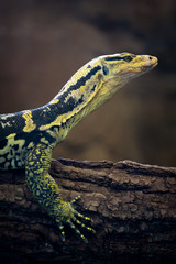 Yellow-headed water monitor (Varanus cumingi)