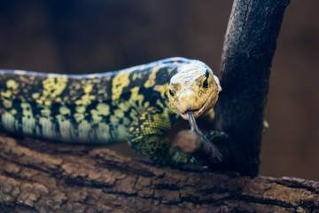 Yellow-headed water monitor (Varanus cumingi)