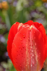 red tulip-noain