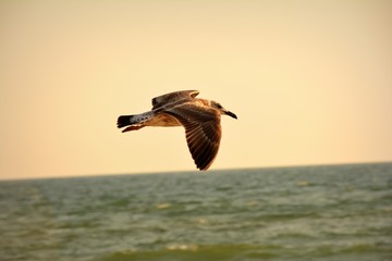 Gull on Black sea