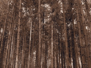 Fototapeta premium Fichtenbäume