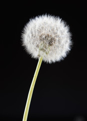 one dandelion flower on black color background, closeup object