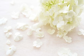 花びらの散るビバーナム