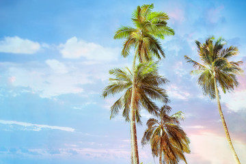 Green palm trees on evening sunset sky background