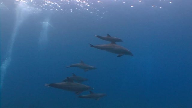 Увлекательные погружения с дельфинами. Дайвинг в Красном море близ Египта.