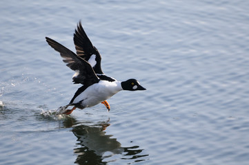 Running male Common goldeneye reflected in pond water surface.