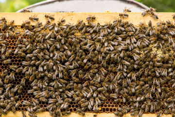 closeup of bees on honeycomb in apiary