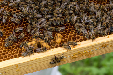 closeup of bees on honeycomb in apiary